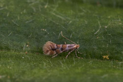 Réf. 203 358 : Phyllonorycter emberizaepenella